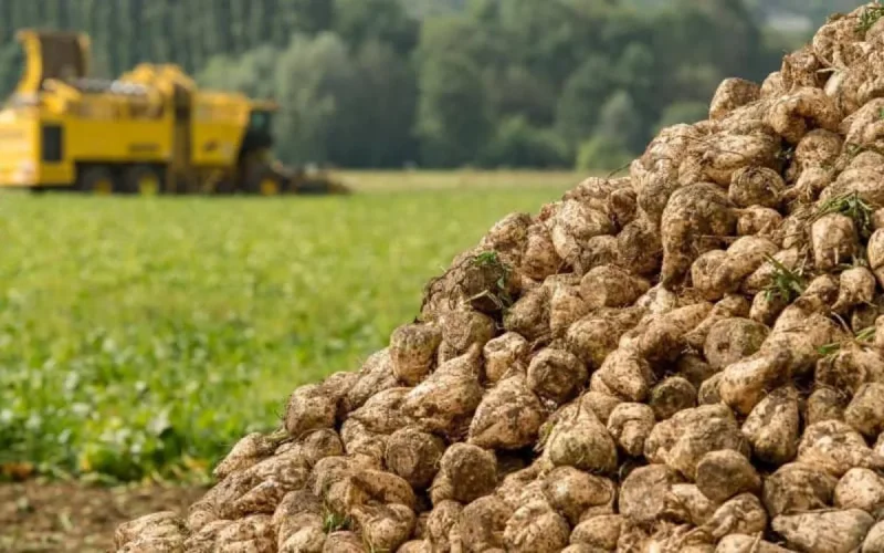 Record de production de betterave sucrière à Béni Mellal-Khénifra