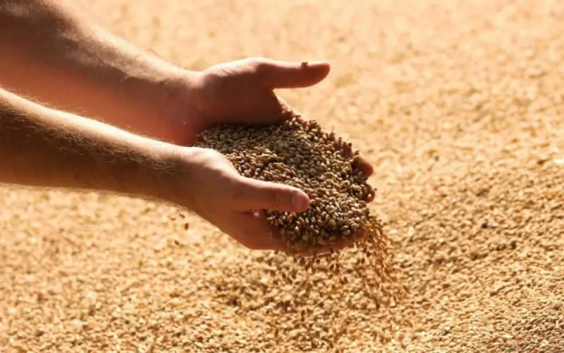 La France accélère ses exportations de blé vers le Maroc 