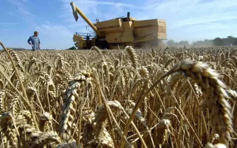 Marché du blé : l'Algérie écarte la France, le Maroc en toile de fond