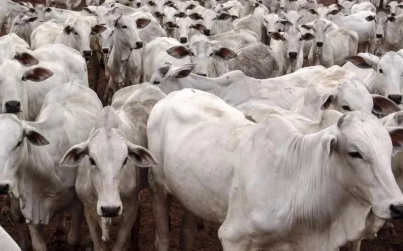 Les Marocains fuient-ils le bœuf brésilien ? 