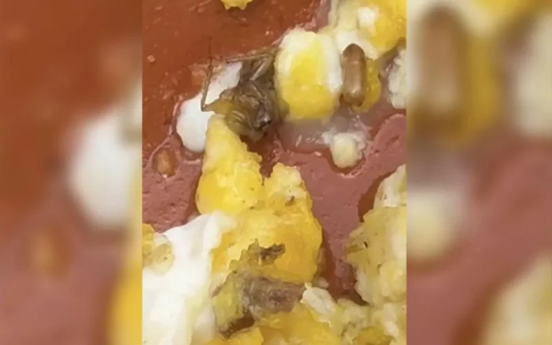 Maroc : un cafard dans un tajine à Rabat