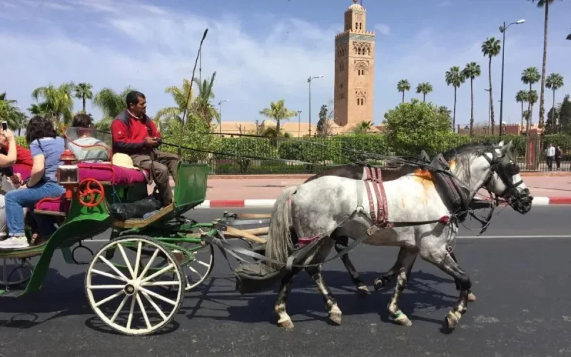 Marrakech : des chevaux sacrifiés pour le tourisme ?