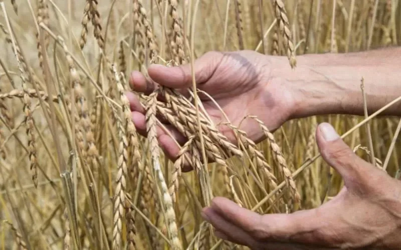 Maroc : baisse de 67% de la campagne céréalière 2021-2022