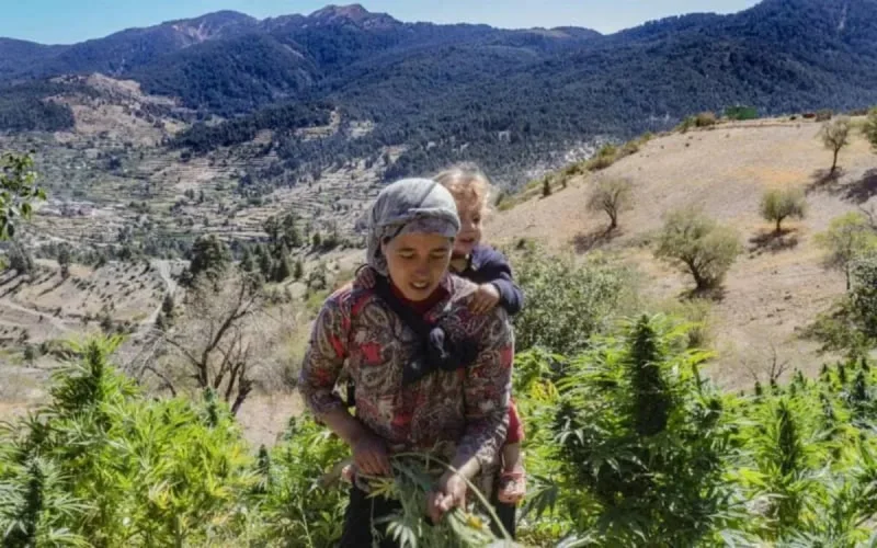 Maroc : la culture licite du cannabis suscite l'engouement de plusieurs communes