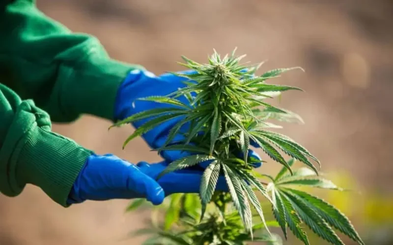 Les raisons qui penchent en faveur du développement du cannabis licite au Maroc