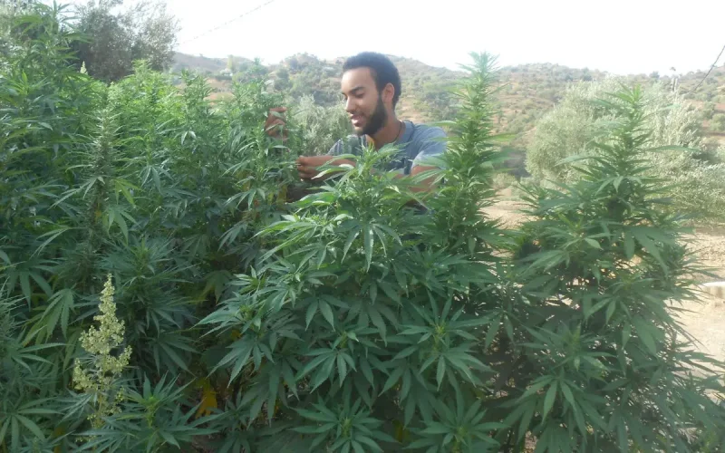Maroc : le cannabis légal explose, mais l'État retire 111 licences