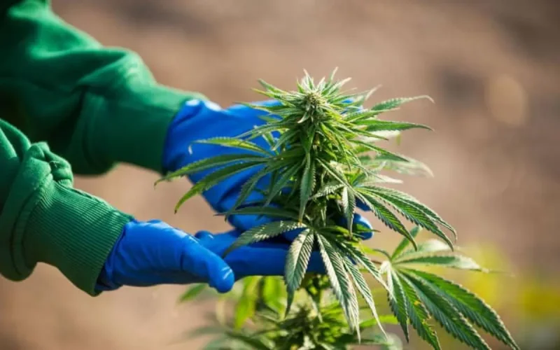 Légalisé au Maroc, le cannabis plus cher en France