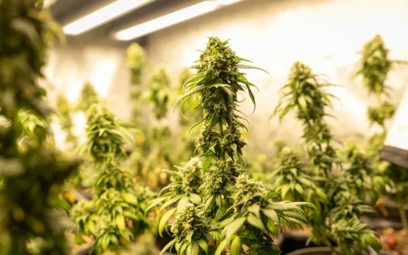 L'or vert du Rif : Comment 1 500 agriculteurs transforment une culture ancestrale en business industriel