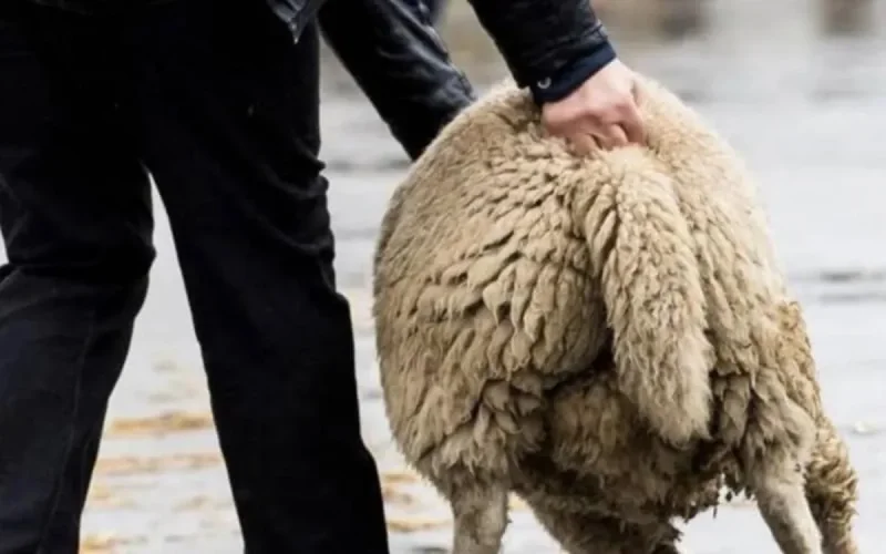 Bruxelles : les carcasses de moutons désormais rares sur les trottoirs