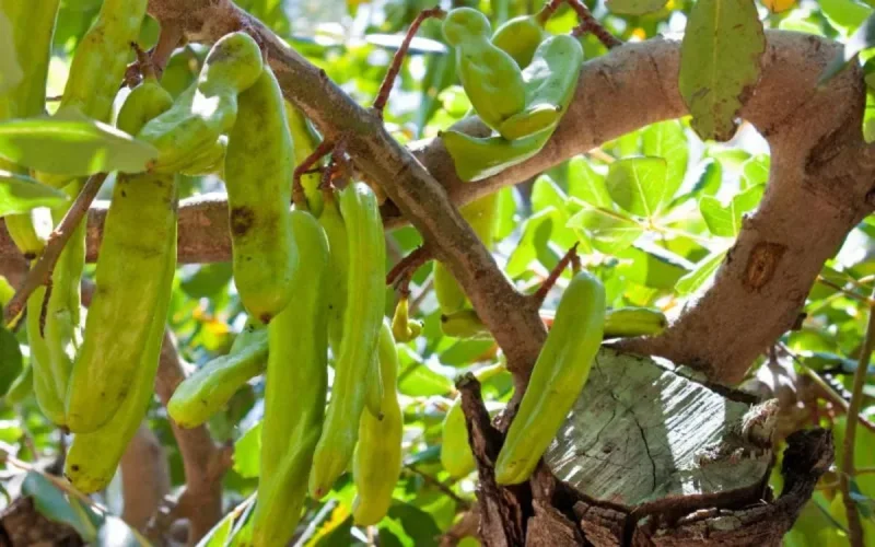 Dans l'Aude, la vigne cède sa place à un arbre marocain