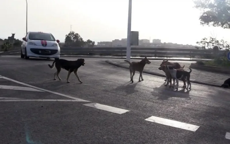 Melilla accuse le Maroc suite à des cas de rage