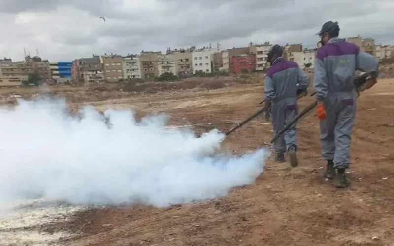 Casablanca : la guerre aux moustiques est déclarée