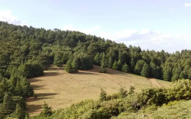 Espagne : le cèdre de l'Atlas pour réduire les effets du changement climatique