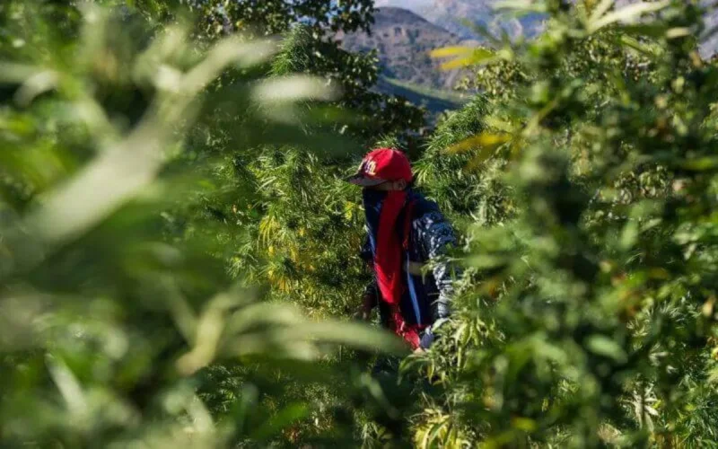 "Le caviar du haschich" : un Belge découvre la culture du cannabis au Maroc