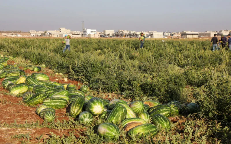 Maroc : des champs de pastèques et de melons détruits