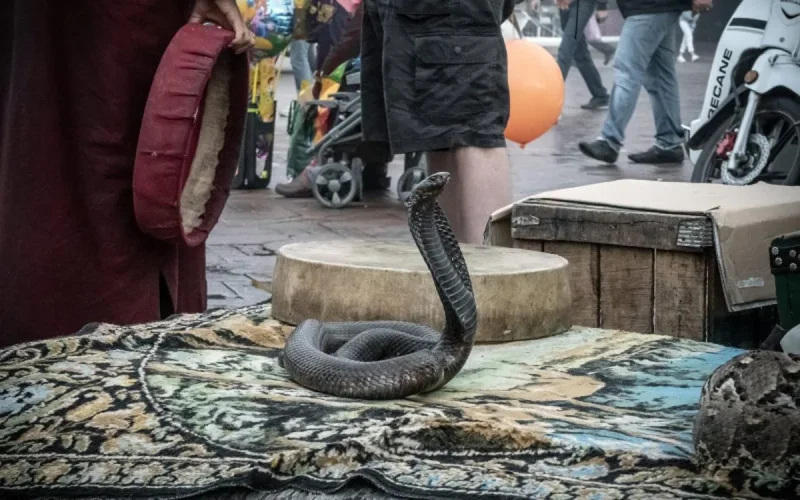 Les charmeurs de serpents de Marrakech : tradition ou cruauté ?