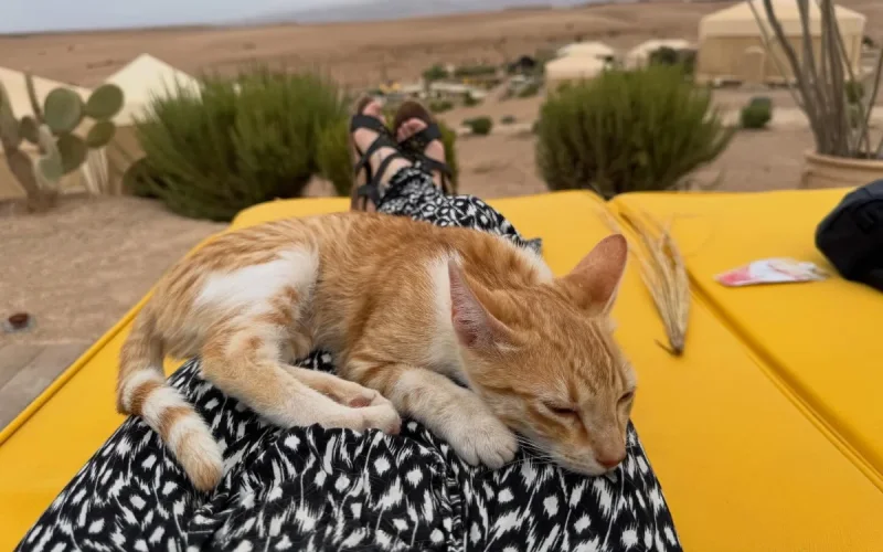 Insolite : En lune de miel au Maroc, ils sauvent une chatte et la ramènent aux USA