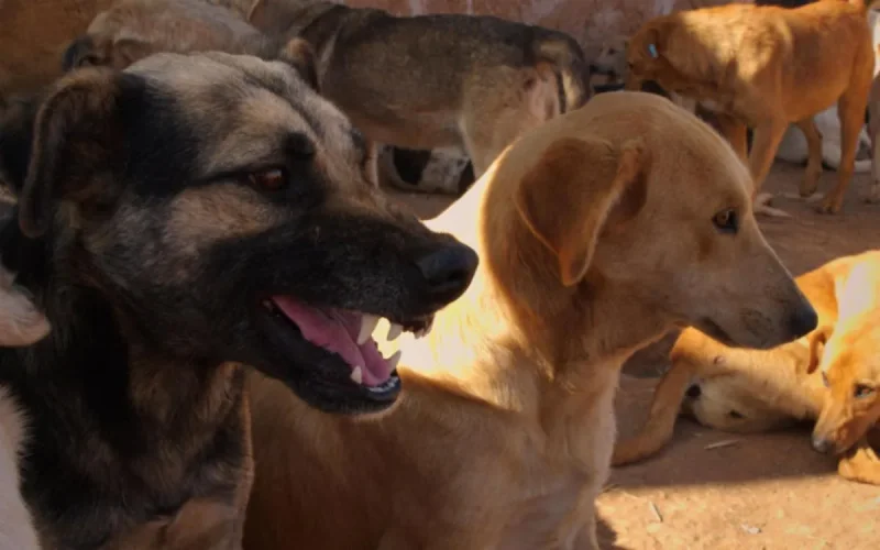 Maroc : les chiens errants sèment la terreur à El Jadida