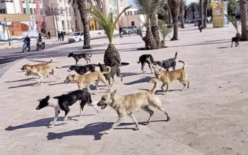 Maroc : plaidoyer pour en finir avec les chiens errants