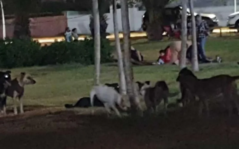 Maroc : les chiens errants, maîtres des rues