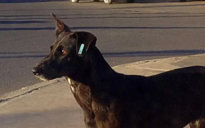 Tanger : les chiens errants empoisonnés à cause du Mondialito ?