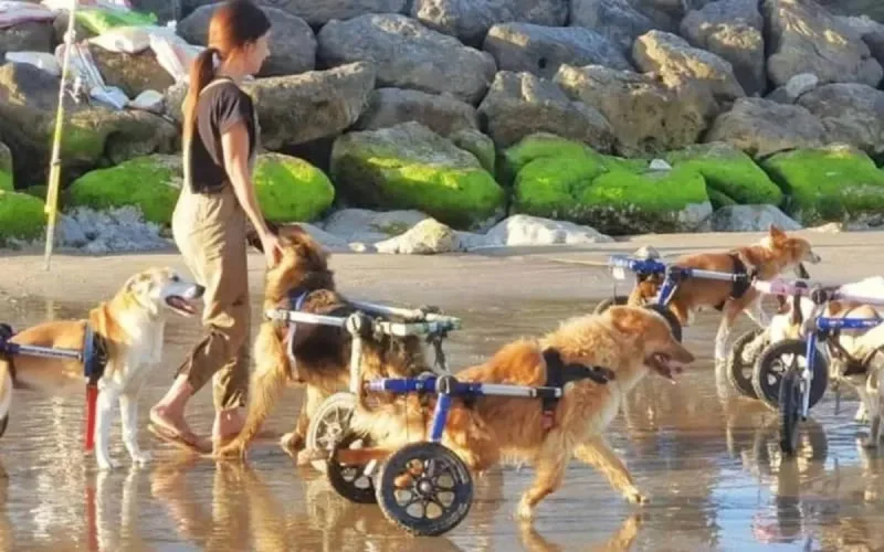 Des chiens handicapés à la plage, la vidéo qui touche les internautes marocains