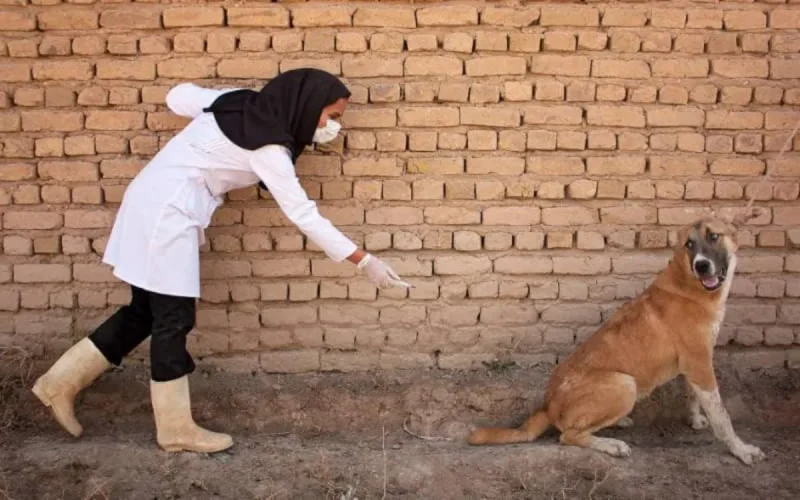Espagne : condamnés pour avoir introduit des chiens ayant attrapé la rage au Maroc
