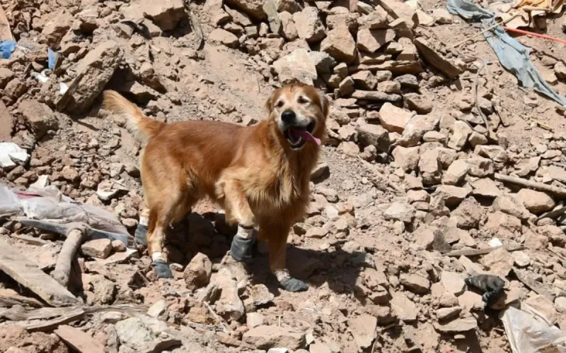 Les chiens renifleurs, héros méconnus du séisme au Maroc