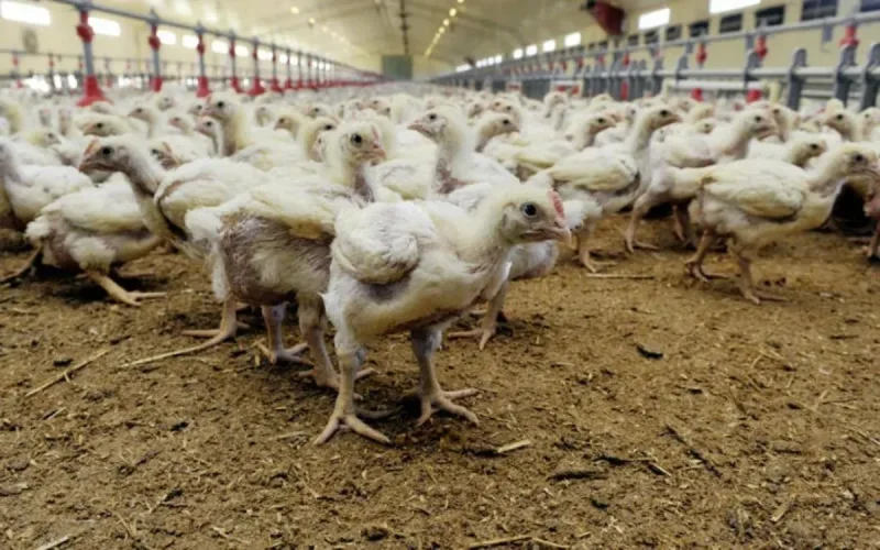 La Chine suspend l'importation de volailles du Maroc