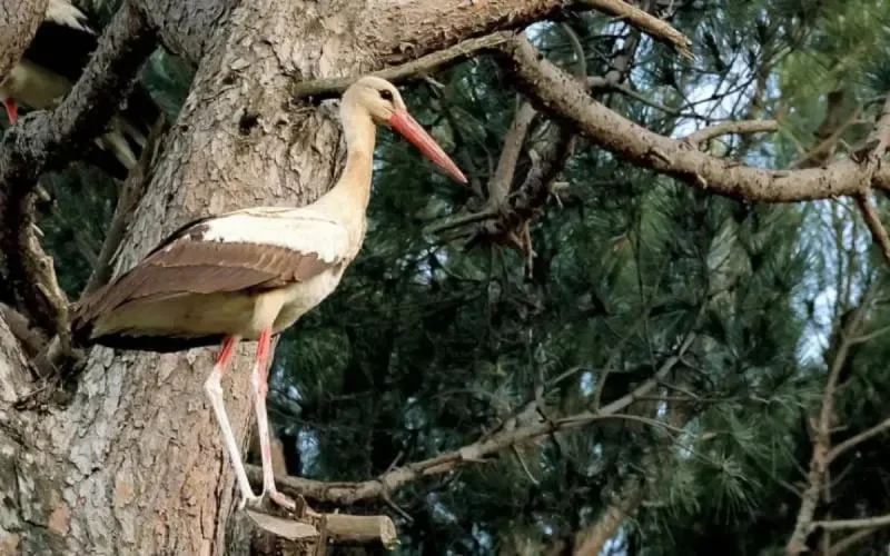 Une cigogne tracée en Belgique atterrit au Maroc