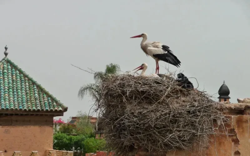 Les cigognes se font rares au Maroc et on connaît la cause