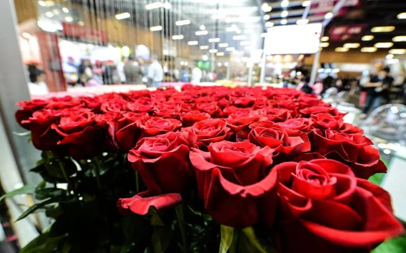 La Colombie va exporter des roses vers le Maroc
