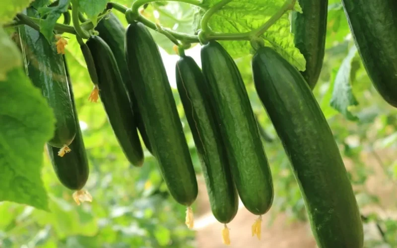 +248 % d'importations : Comment le concombre marocain a littéralement envahi l'Espagne en 10 ans