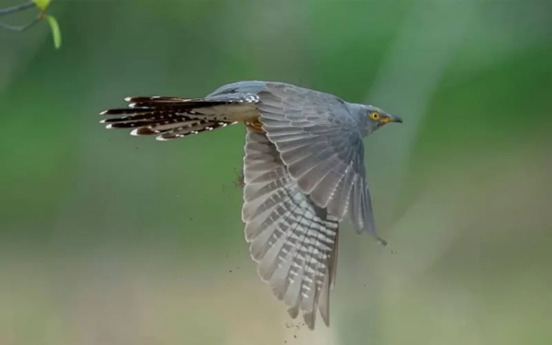 Un coucou de retour au Royaume-Uni après avoir parcouru le Sahara marocain