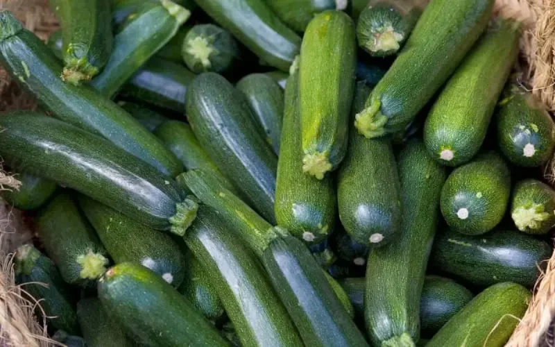 Espagne : baisse continue des importations de courgettes marocaines depuis 2018
