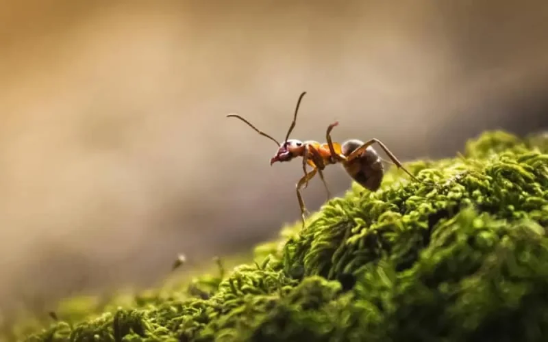 Le vrai coût des fourmis envahissantes révélé par des chercheurs marocains