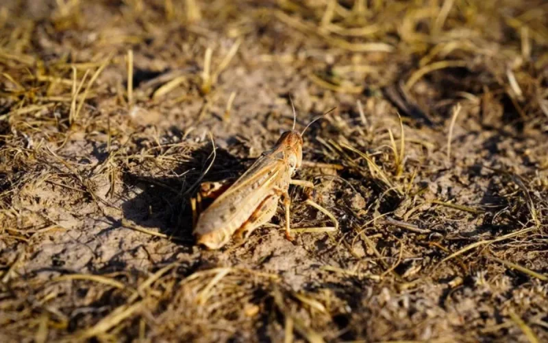Le criquet marocain menace les récoltes de blé en Afghanistan, alerte la FAO