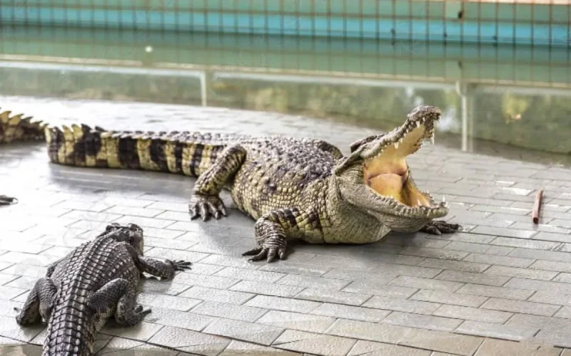 Deux crocodiles quittent Lyon pour le Maroc