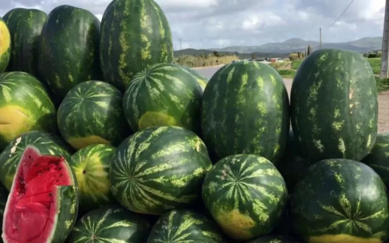 Au Maroc, des agriculteurs réclament la fin de l'interdiction de la culture de la pastèque