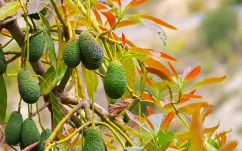 Maroc : des trafiquants de drogue blanchissent de l'argent via la culture de l'avocat 