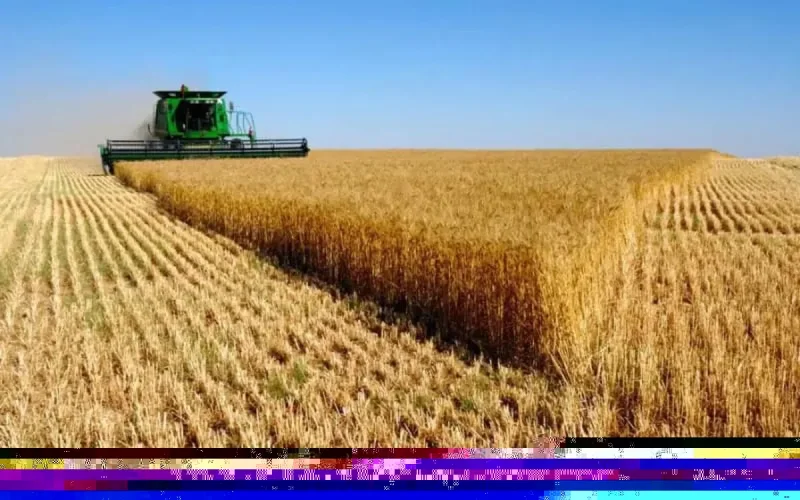 Maroc : la production céréalière en forte baisse