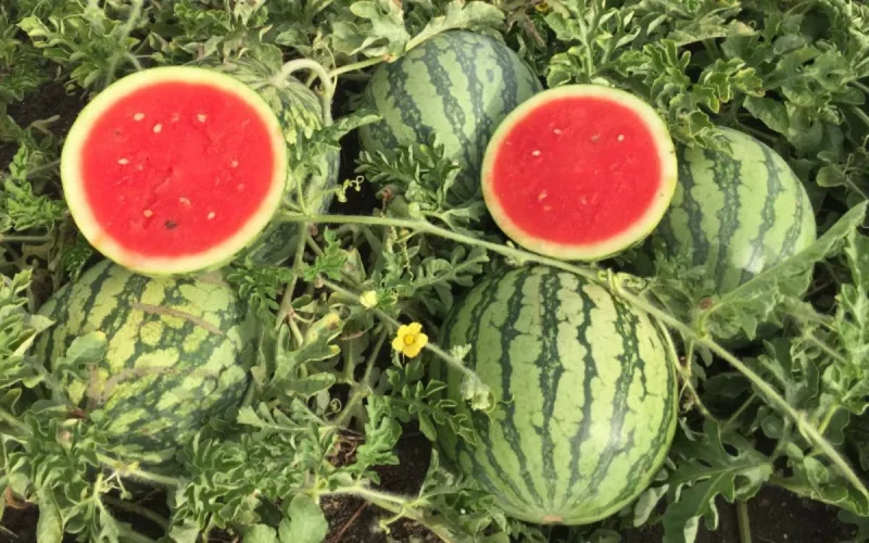 Maroc : la pastèque, victime des restrictions d'eau