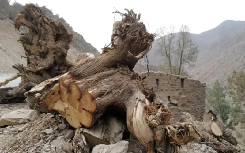 Maroc : un trésor menacé d'extinction