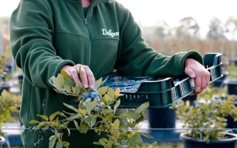 L'Espagnol Daifressh veut développer sa production de baies au Maroc 