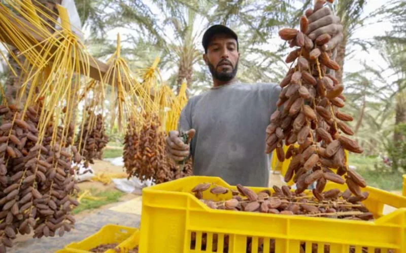 Les Marocains se ruent sur les dattes tunisiennes 