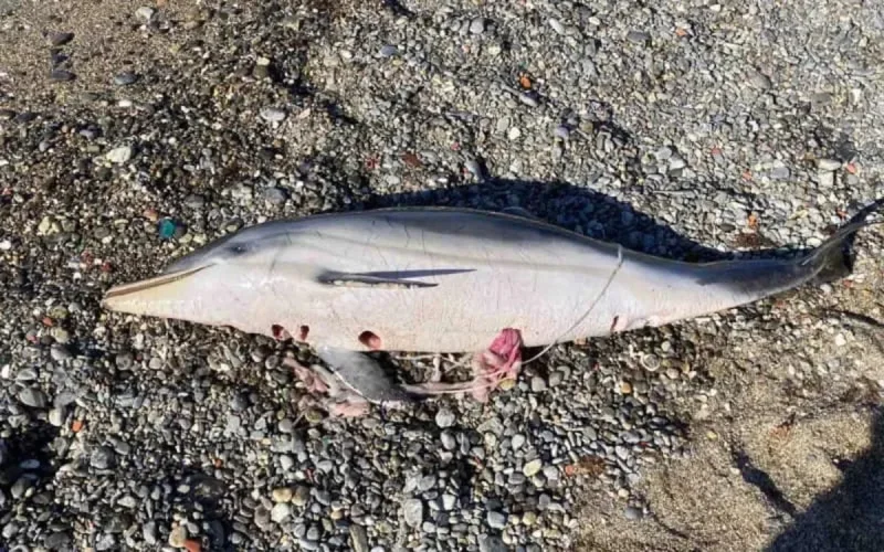 Les pêcheurs marocains accusés de tuer des dauphins à Sebta