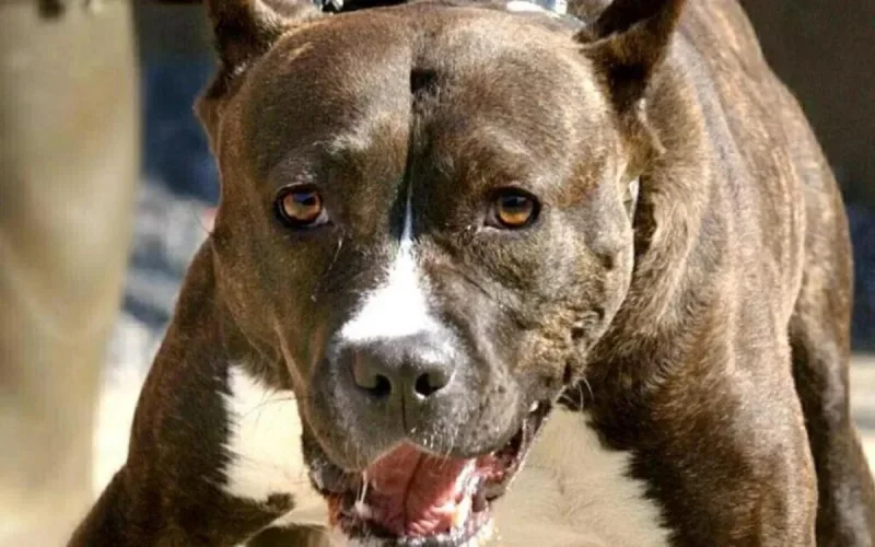 El Jadida sous le choc : un sexagénaire tué par un pitbull