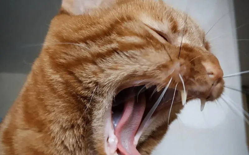 Rage : un voyage au Maroc qui a tourné au drame à Reims ?