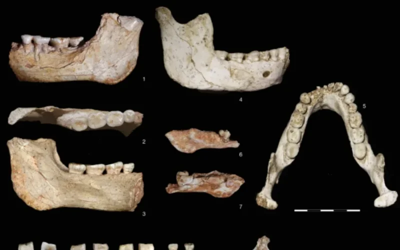 Origines humaines : le Maroc dévoile l'ancêtre commun potentiel de Sapiens et Néandertal