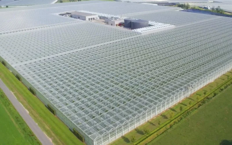 Une serre « mid-tech » pour des tomates belges à Agadir